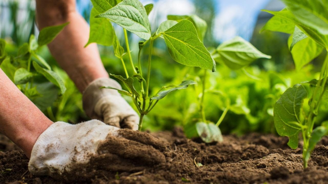 Garden Care from Near You in New York City, NY