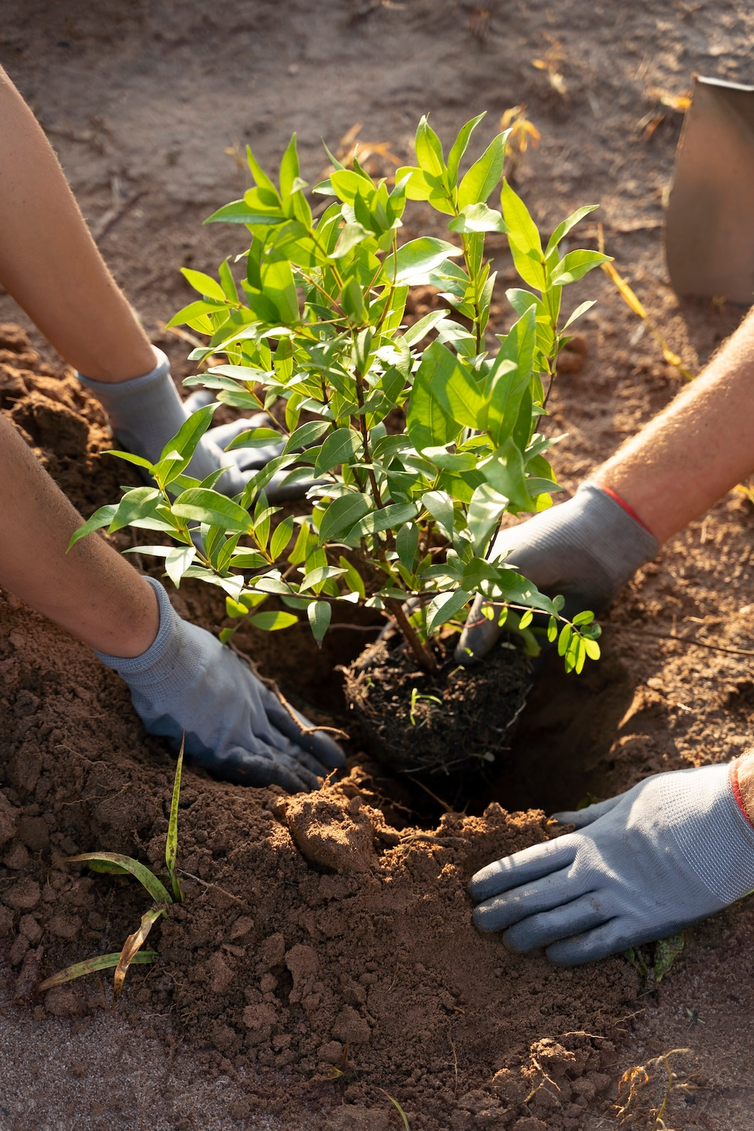 Tree Planting Near You in New York City, NY
